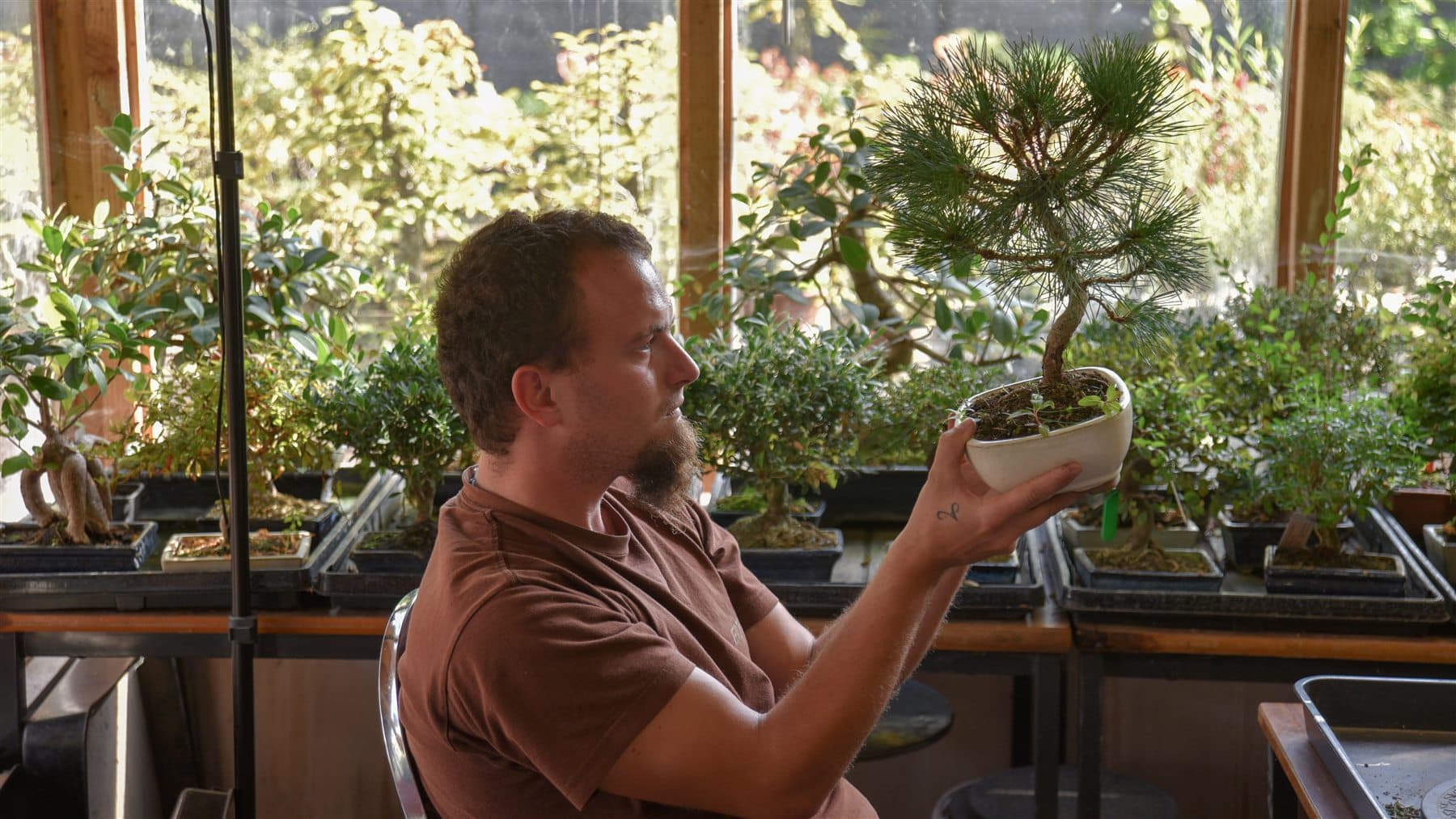 Close up of a beginner observing a small bonsai tree