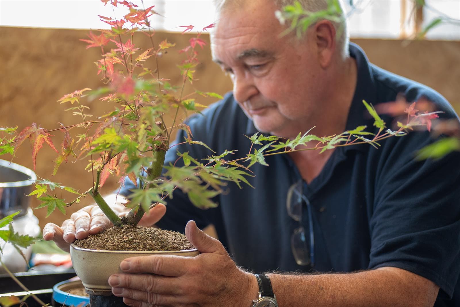 Academy practitioner studying a young maple bonsai at the bench