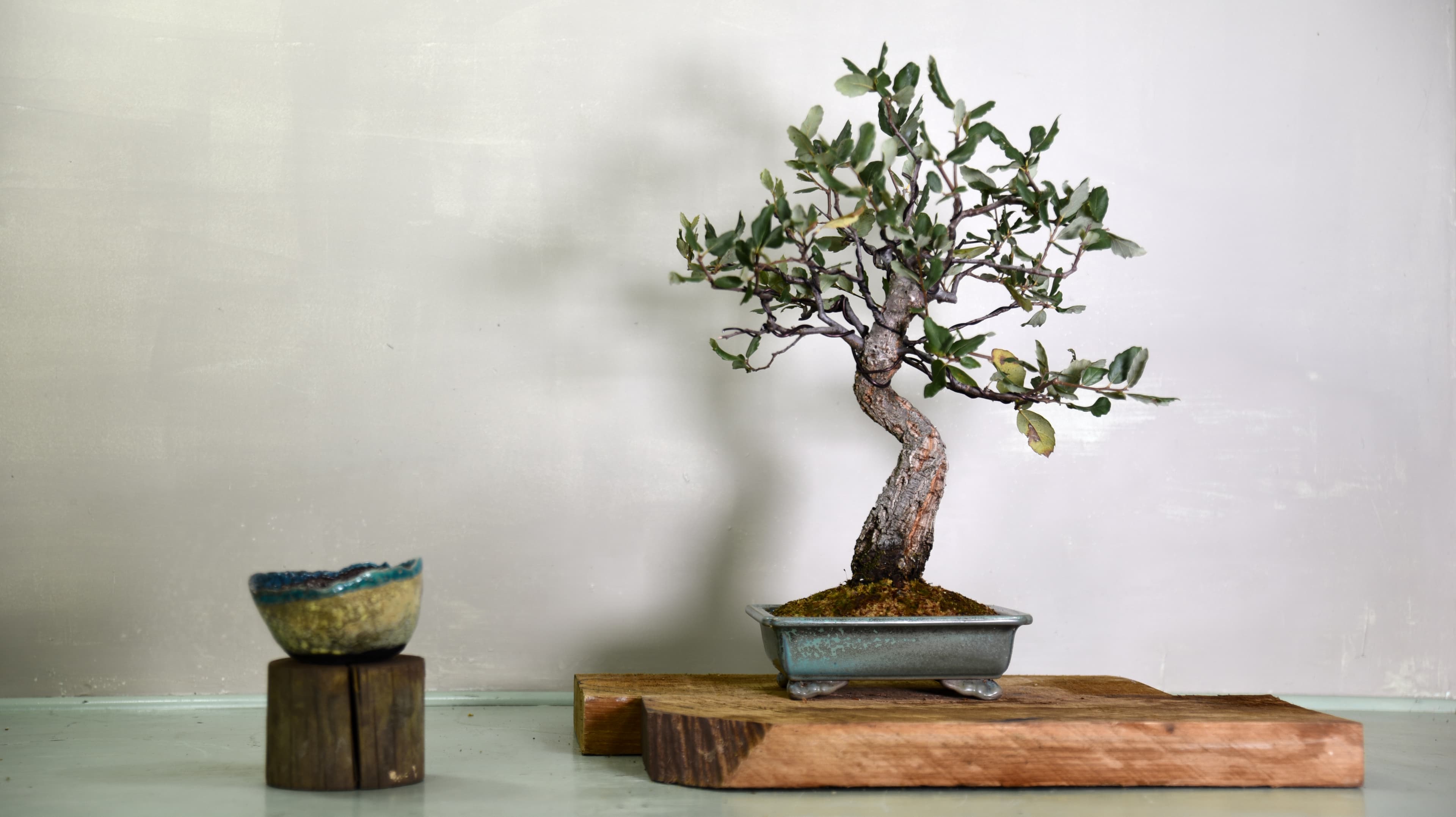 Cork oak bonsai with textured bark