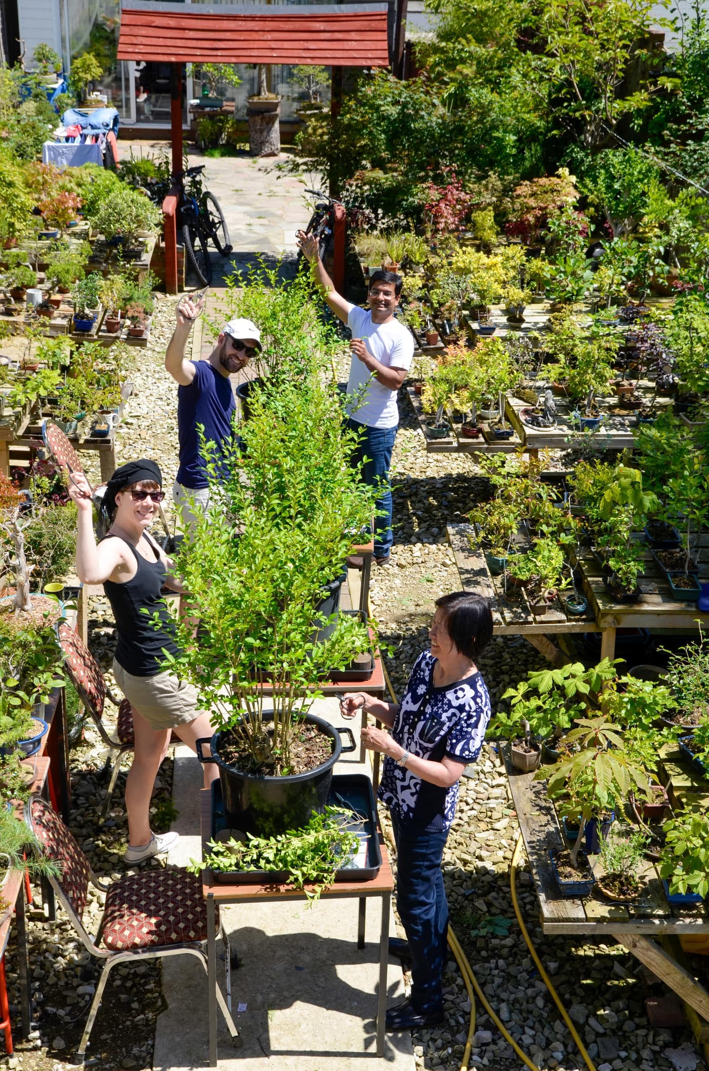 Students working outdoors among bonsai benches in the nursery