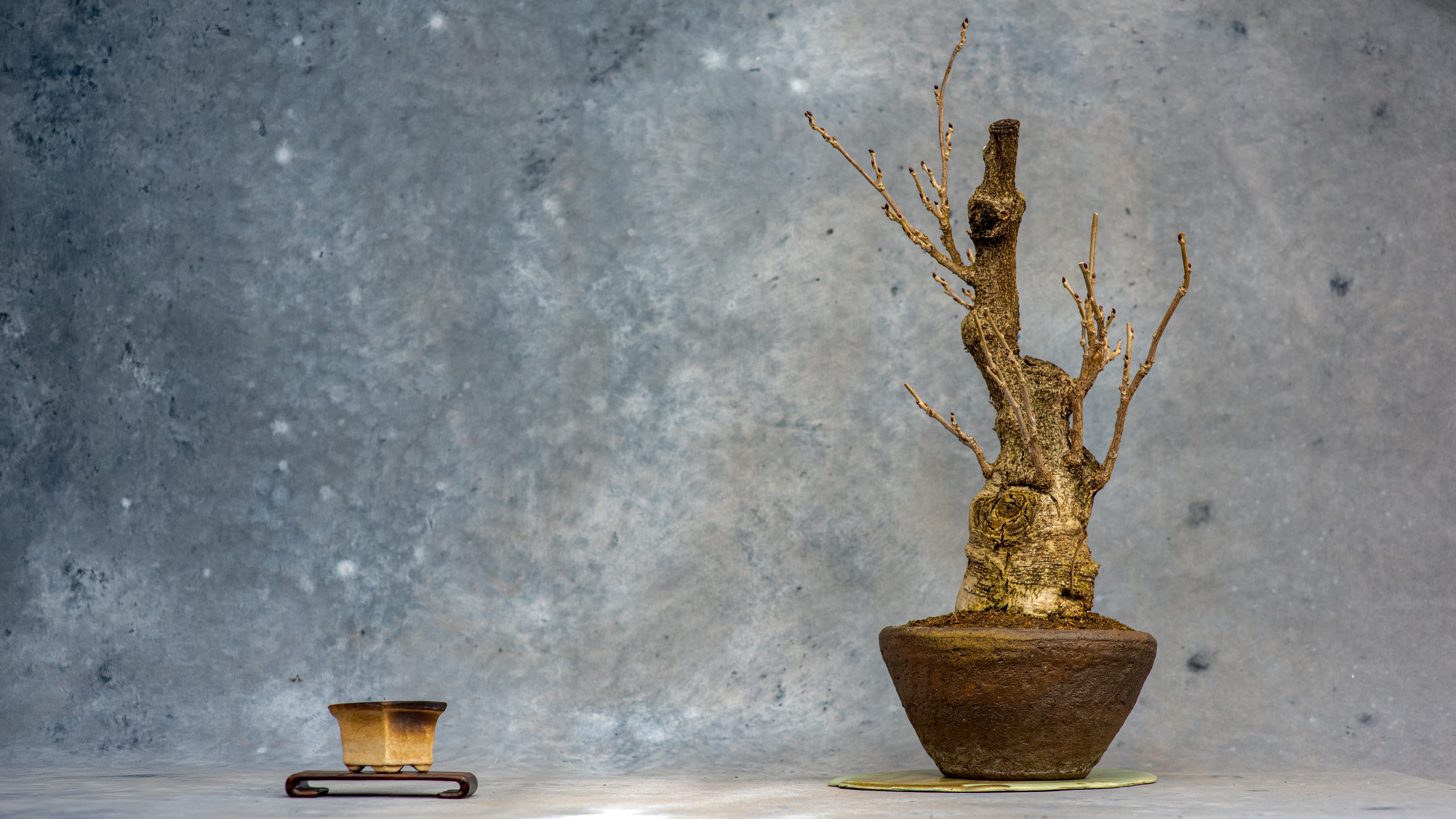 Flowering wisteria bonsai in bloom