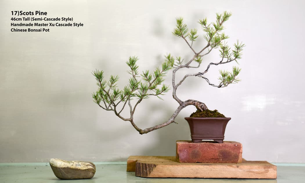 Bonsai visual storytelling session