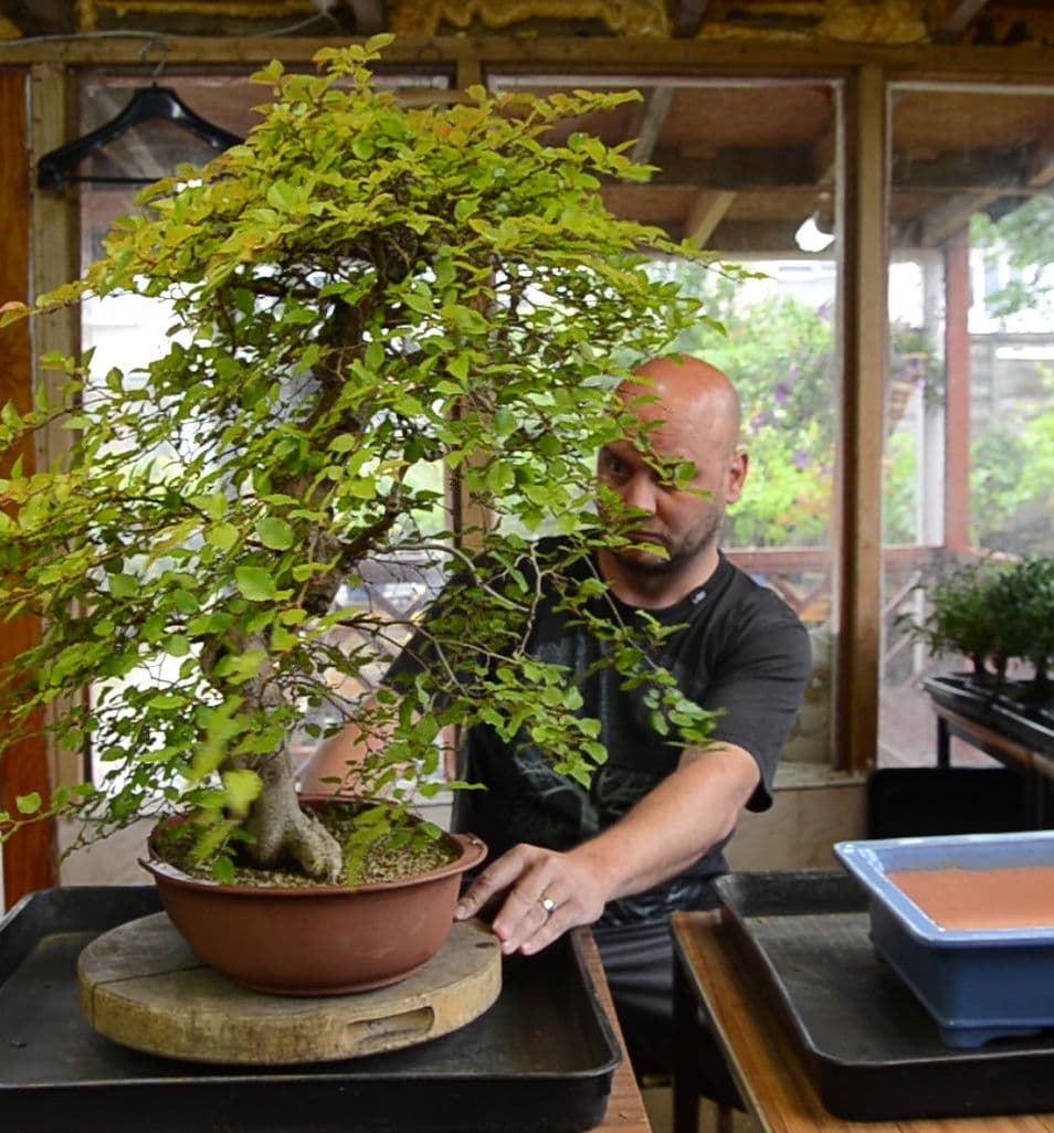 Bonsai styling and maintenance work at Mă-Kè Bonsai