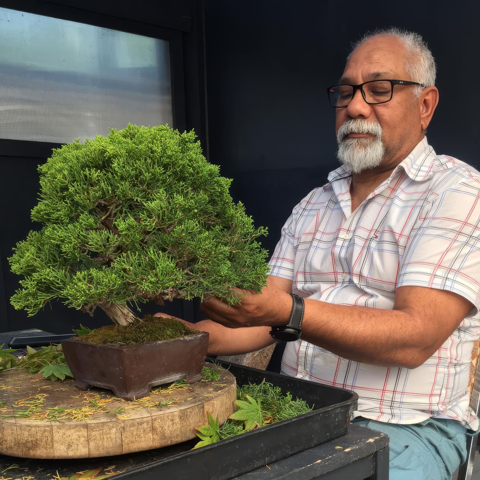Mark D'Cruz working on a juniper bonsai