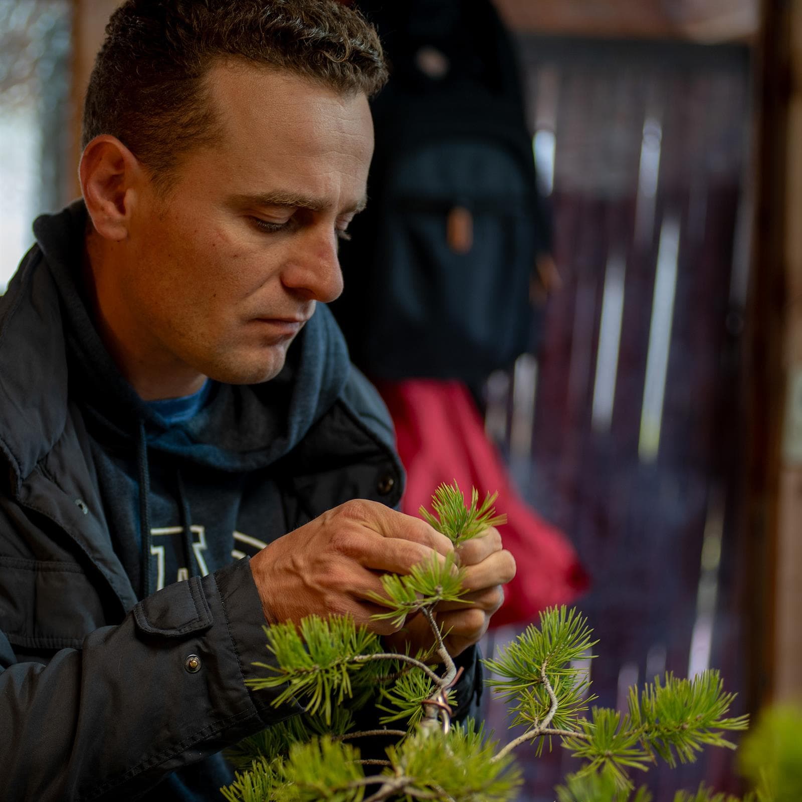 Practitioner pinching young pine needles during bonsai training