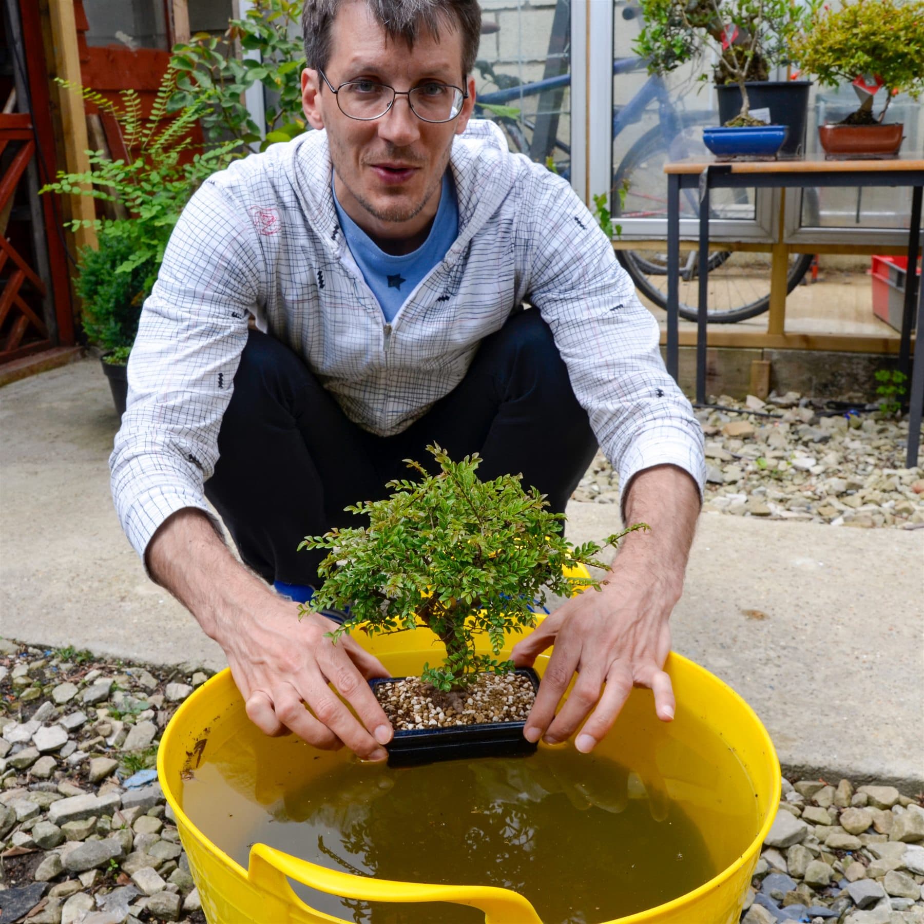 Student watering a newly potted Chinese elm bonsai
