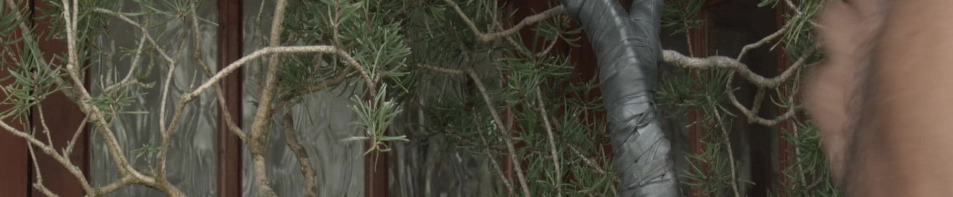 Bonsai maintenance session